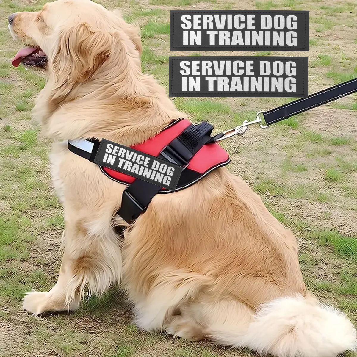 Custom Dog ID Tags For Harness - مراجعة Sewing Labels وسعره