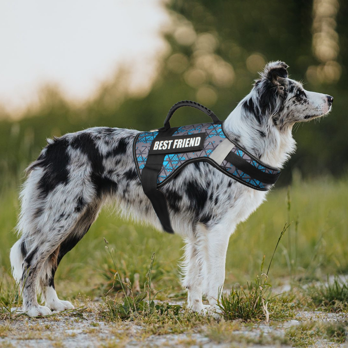 Custom Dog ID Tags For Harness - مراجعة Sewing Labels وسعره